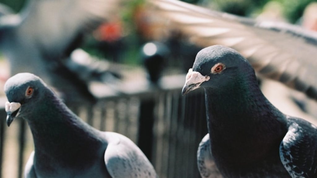 Filets anti-pigeon : la solution pour protéger son bâtiment sans nuire aux oiseaux