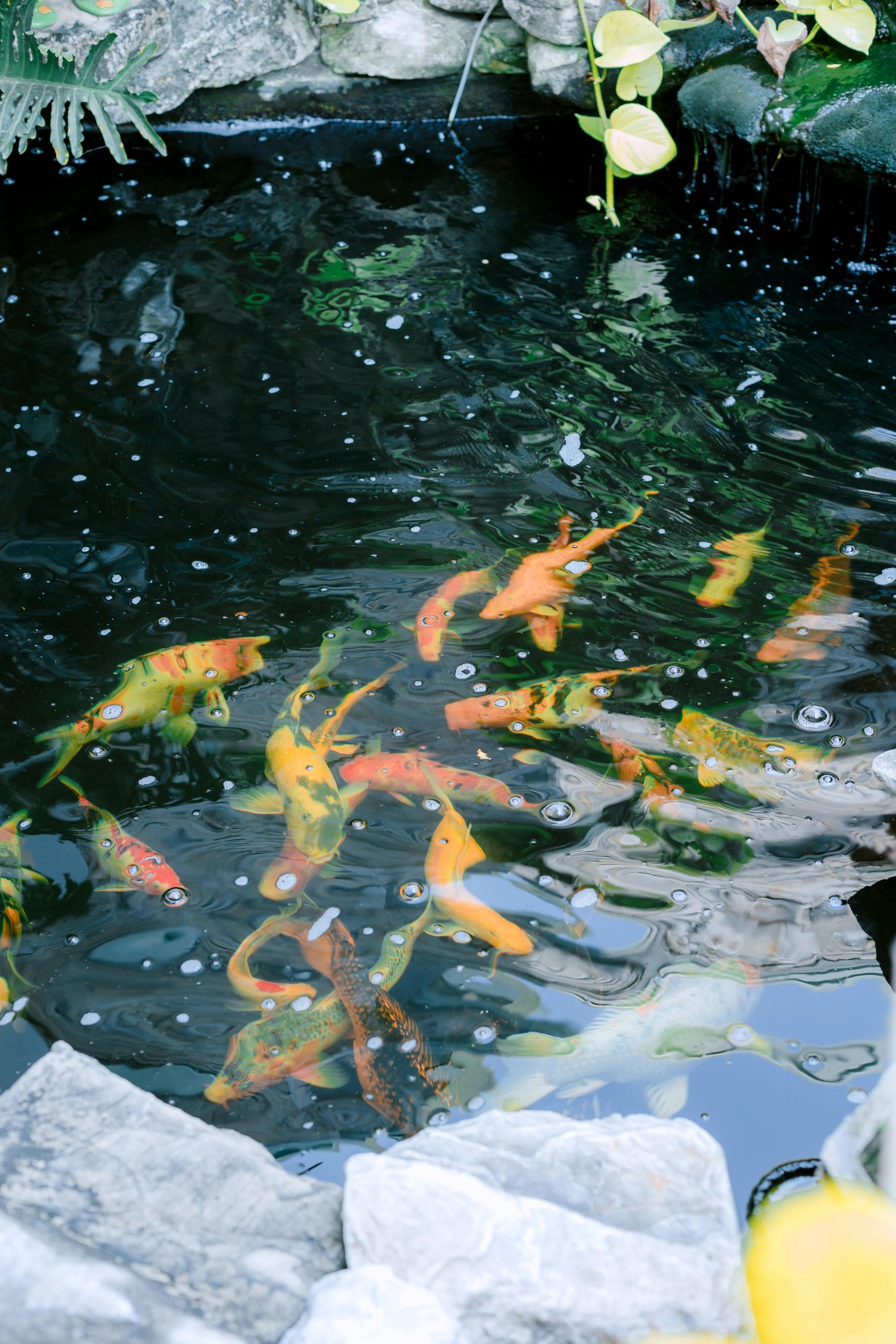 Aménagement d'un bassin hors sol pour poissons