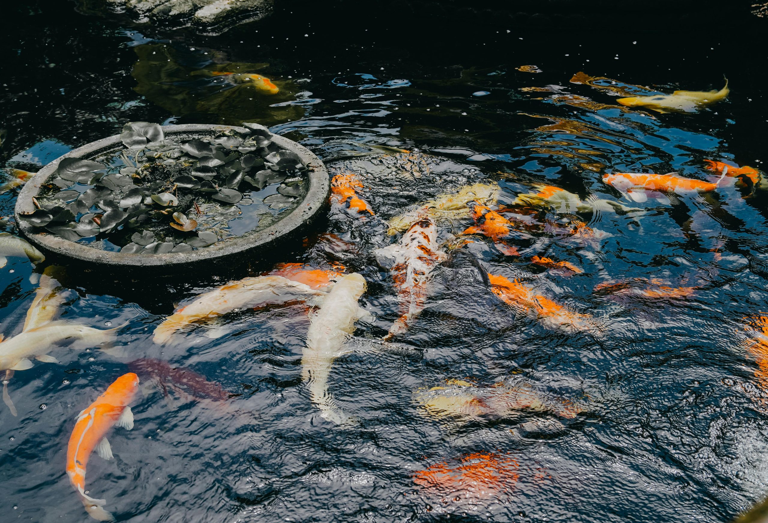 Guide complet pour créer un bassin de poissons hors sol