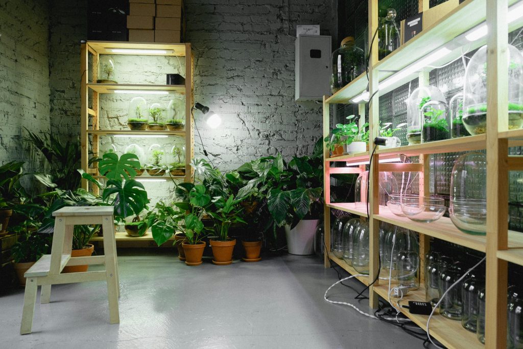 Une pièce d'intérieur cosy dédiée aux plantes avec des étagères équipées de lampes de croissance et une végétation luxuriante.