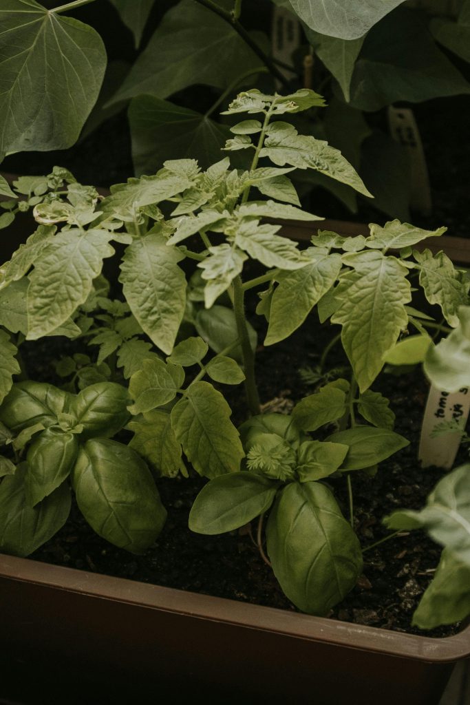 Close-up de plants de tomates et de basilic poussant à l'intérieur dans un potager sain.