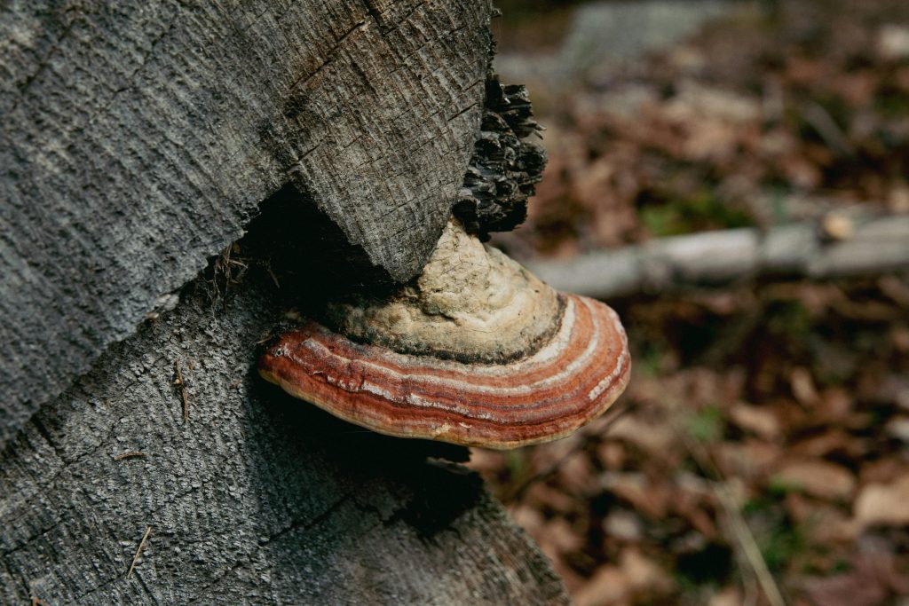 Comment traiter un champignon blanc sur poutre ?