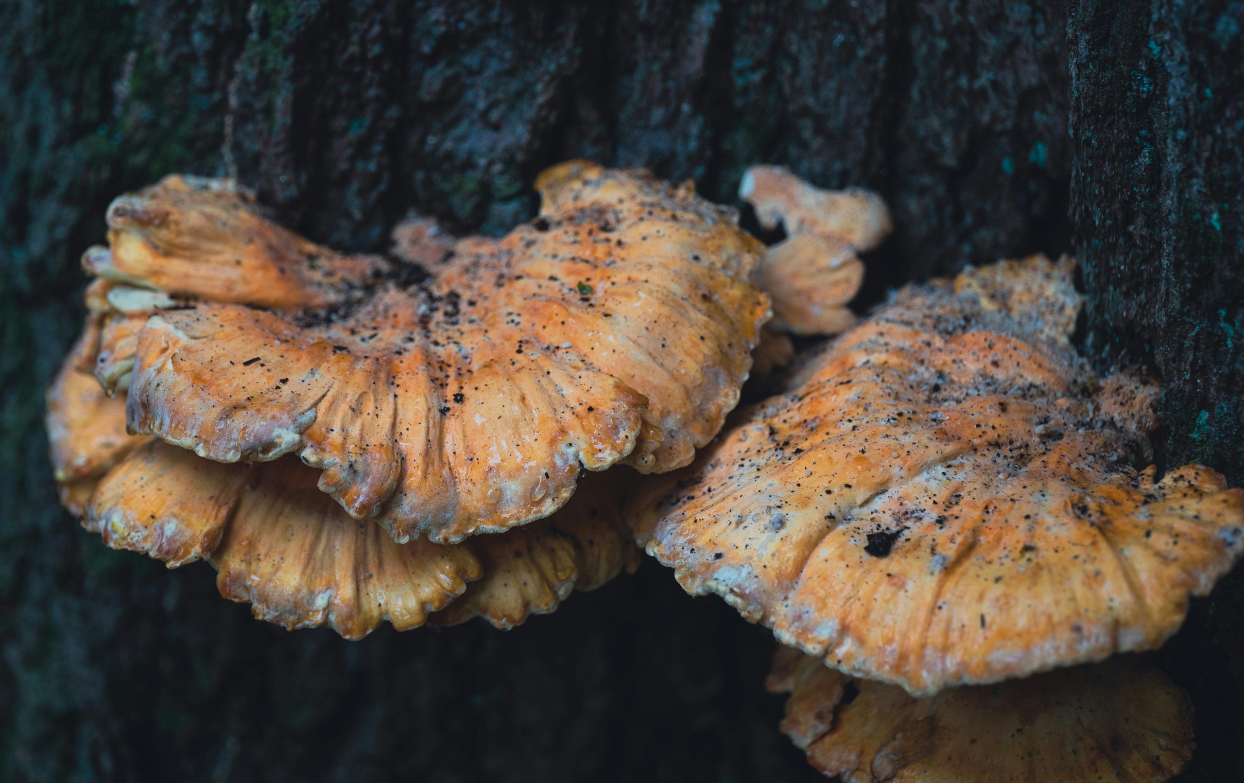 Champignon orange sur bois mort