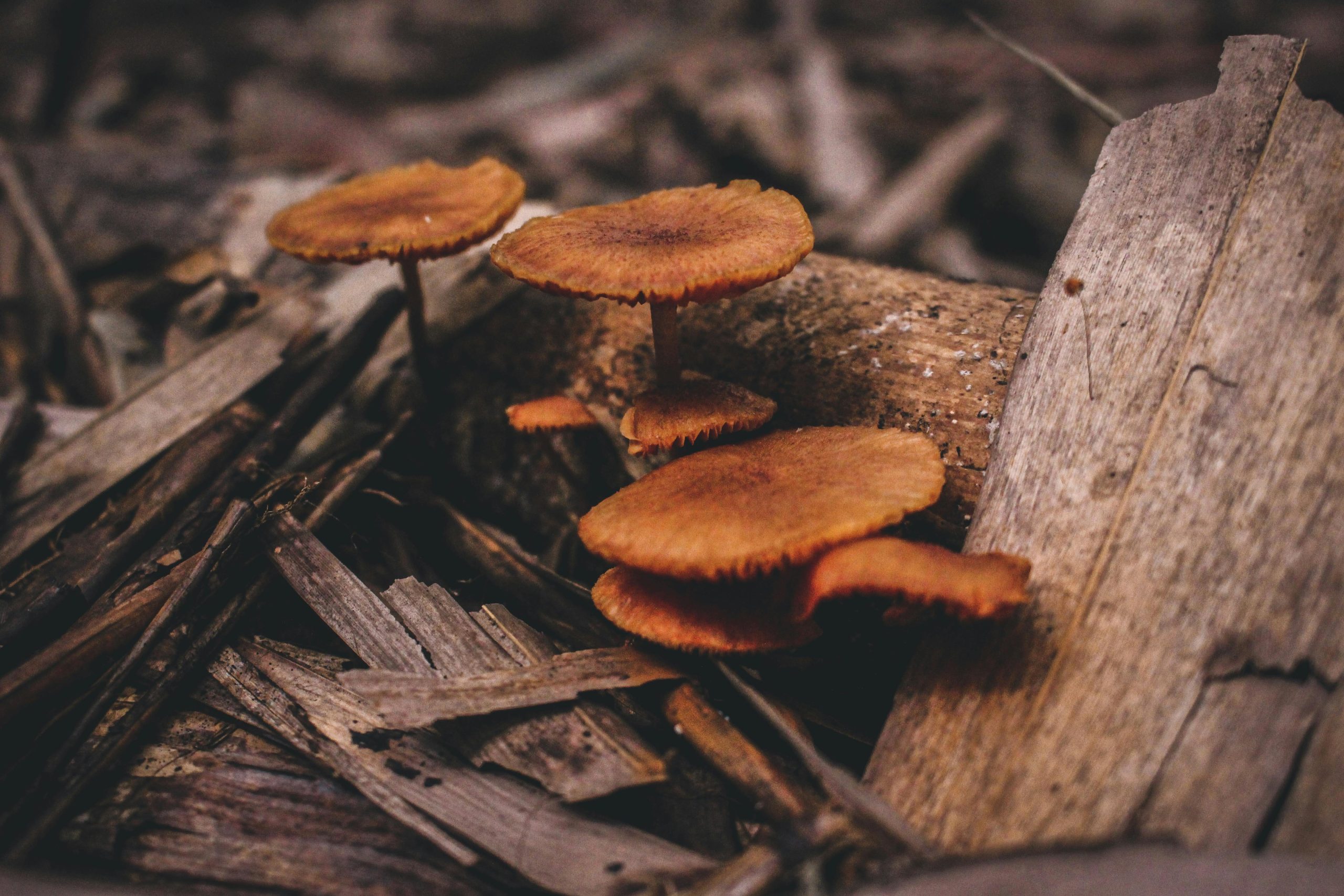 Champignon orange près d'une maison