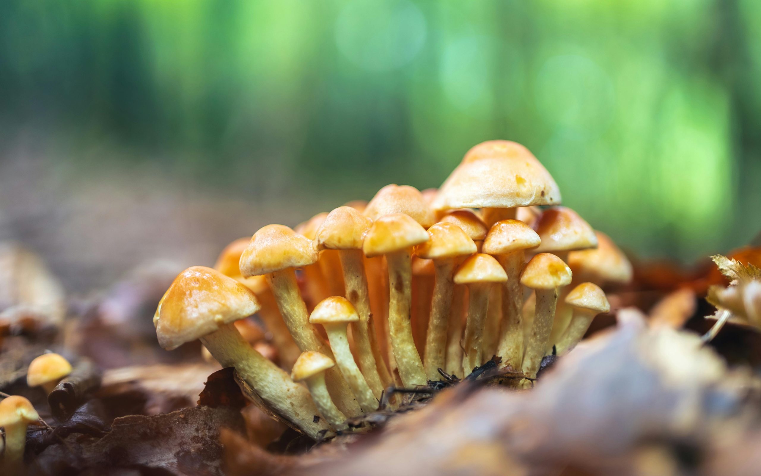 Risque de champignon orange pour l'habitation