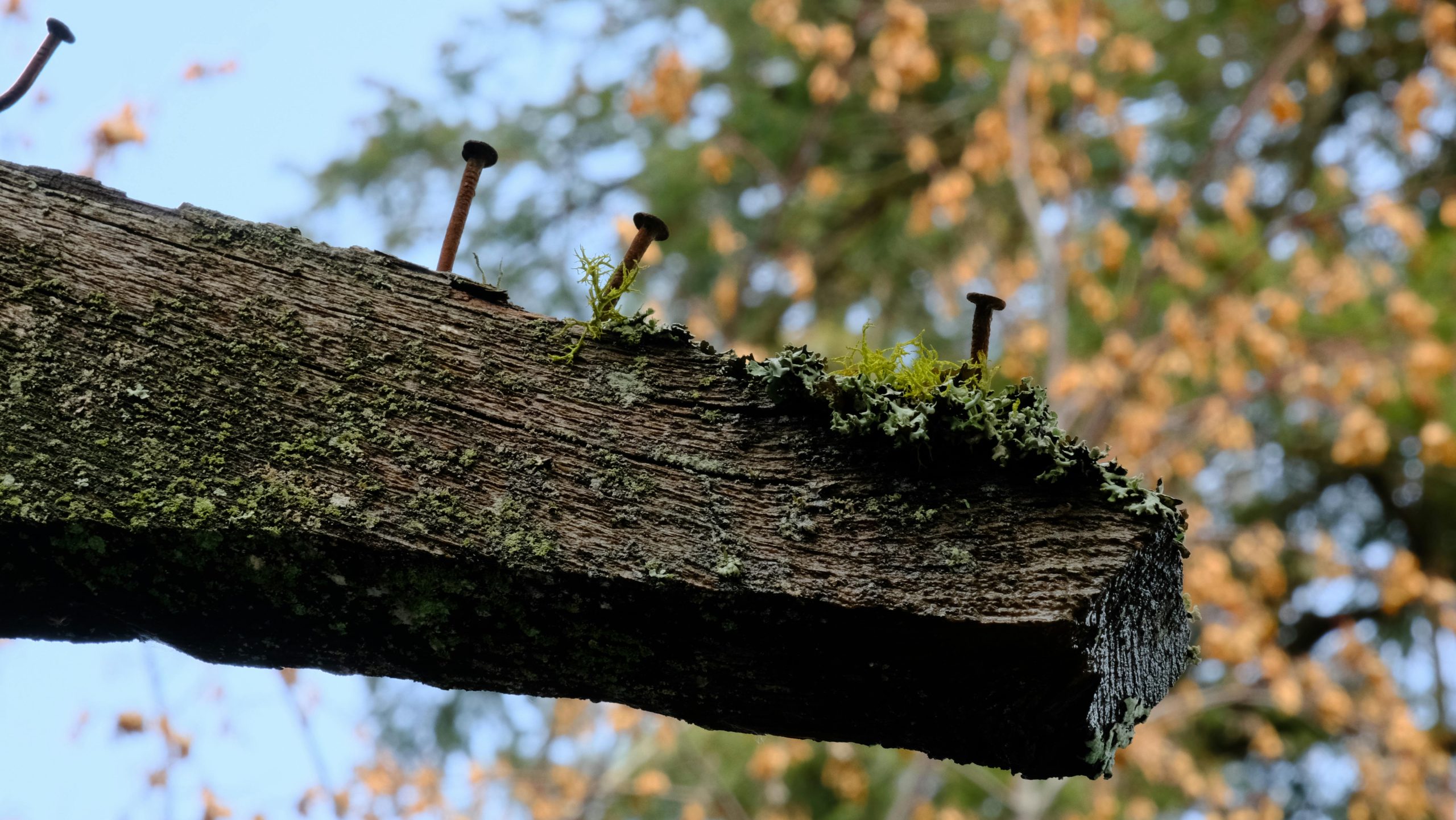 Traitement du champignon blanc sur poutre en bois