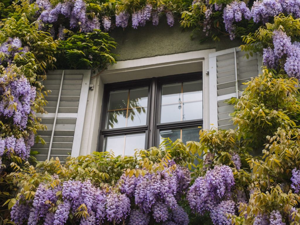 Tailler ta glycine au bon moment, sans rater sa floraison