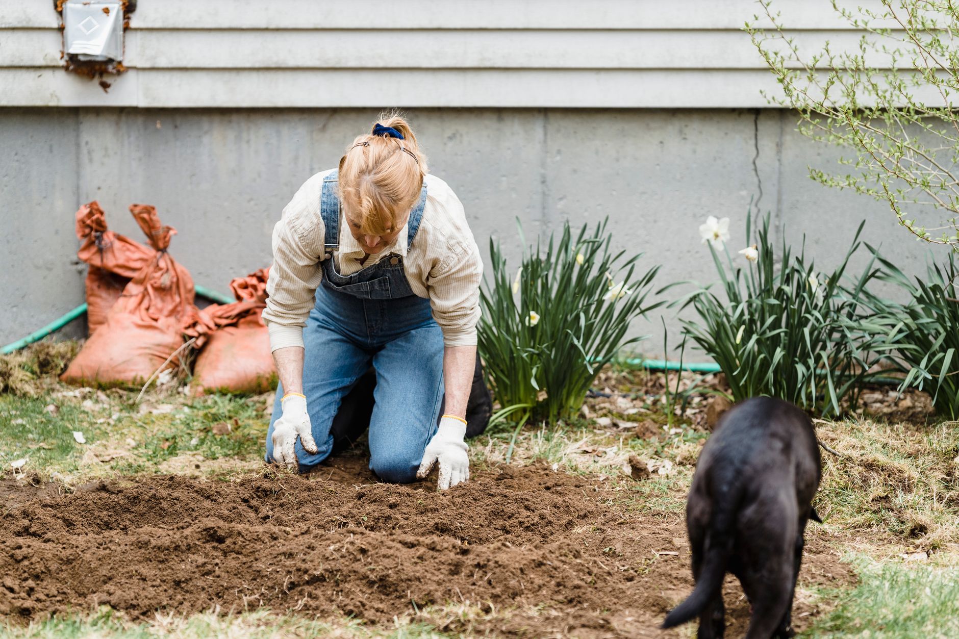 Jardinière accroupie près d un massif avec un chien