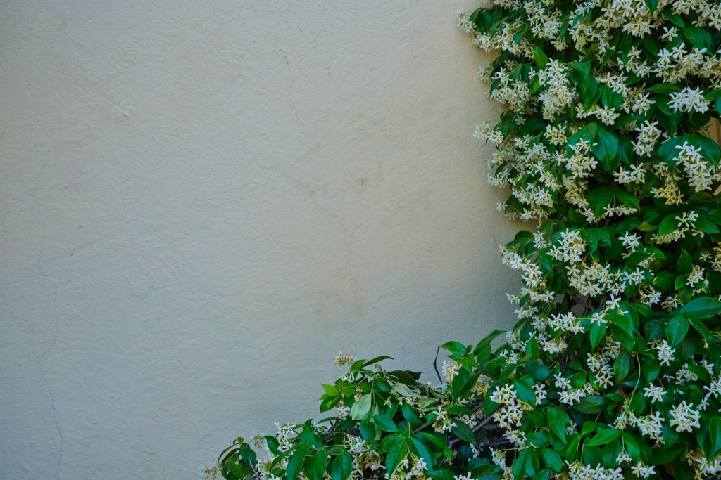 Taille ton jasmin grimpant sans sacrifier sa floraison