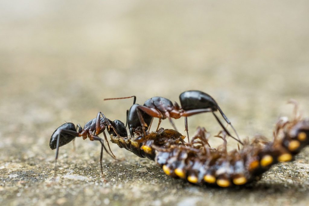 Mille-pattes à la maison : faut-il vraiment t&rsquo;inquiéter ?