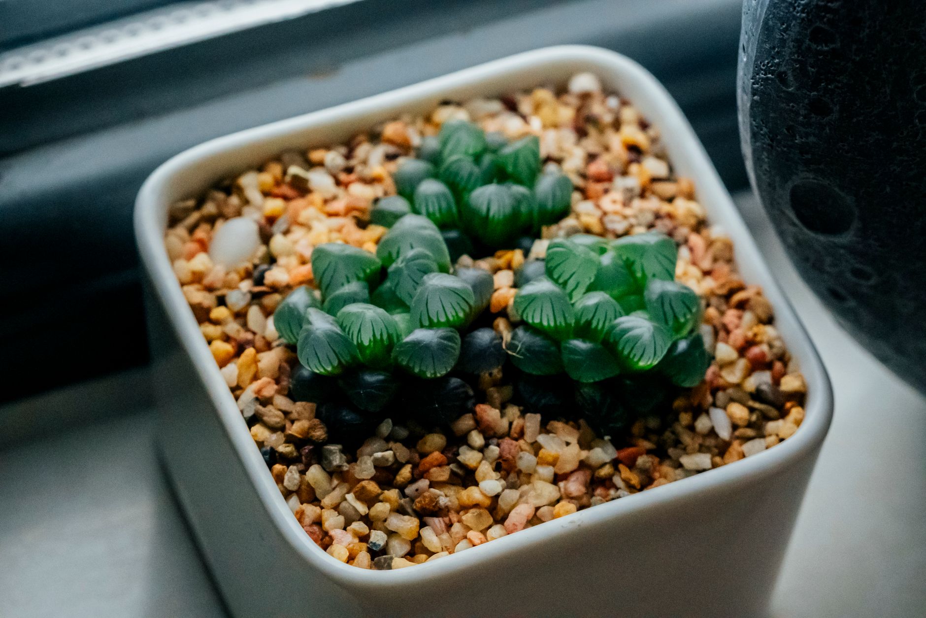 Plante en pot avec galets de drainage