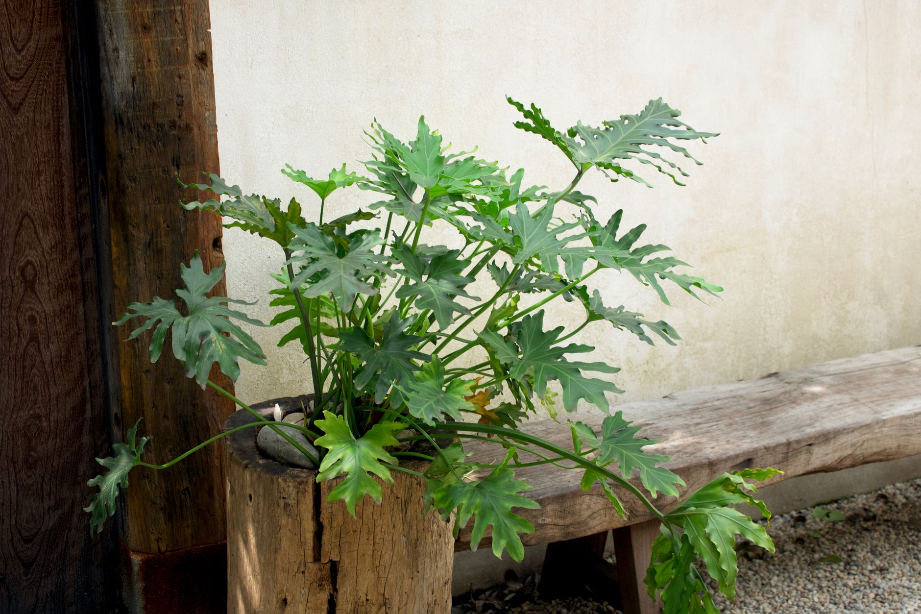 Pot en terre cuite posé sur une terrasse en bois