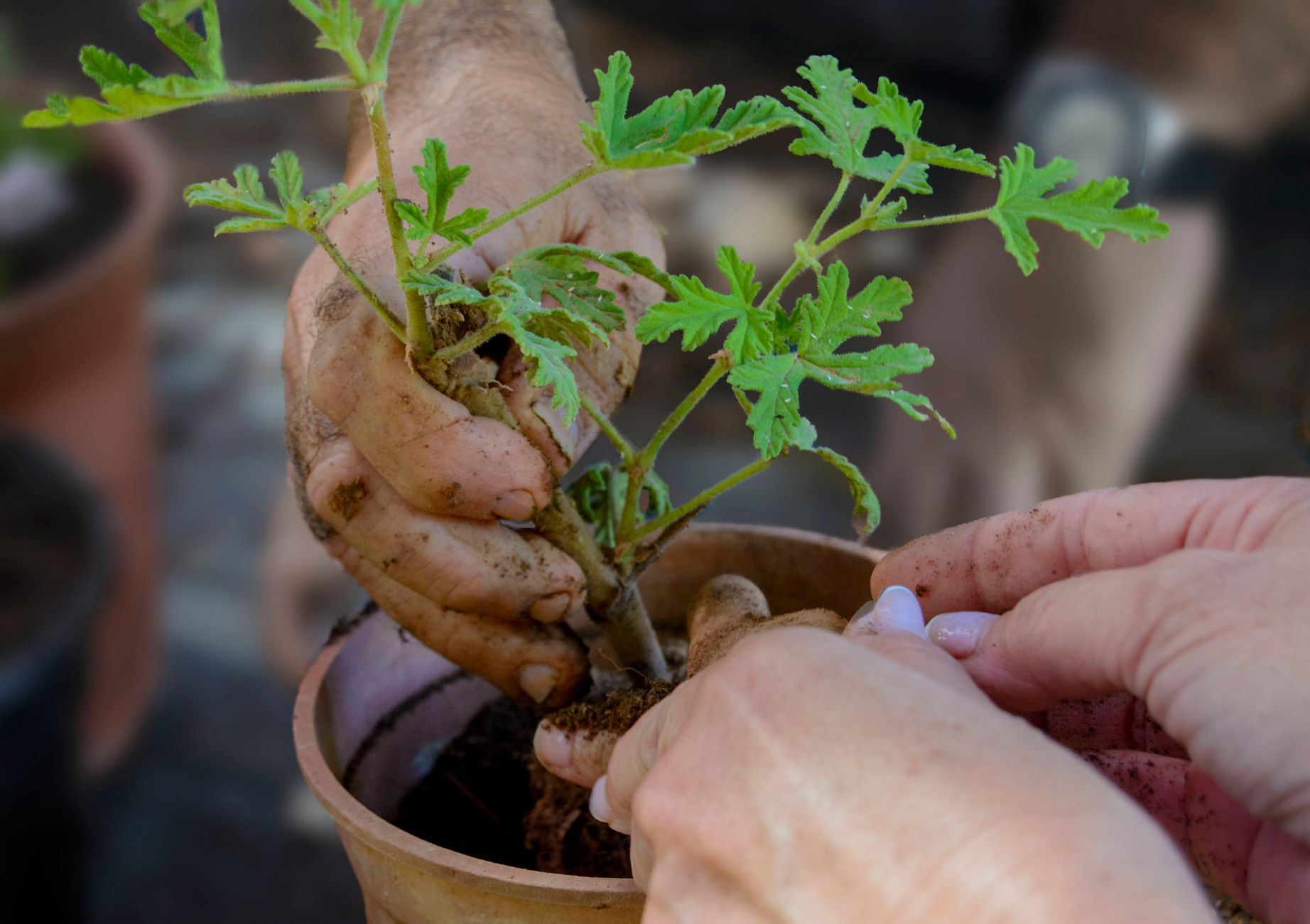 Rempotage d un jeune plant dans un pot en terre cuite