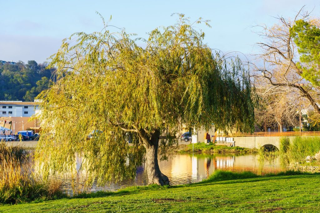 Tailler un saule pleureur sans l&rsquo;affaiblir