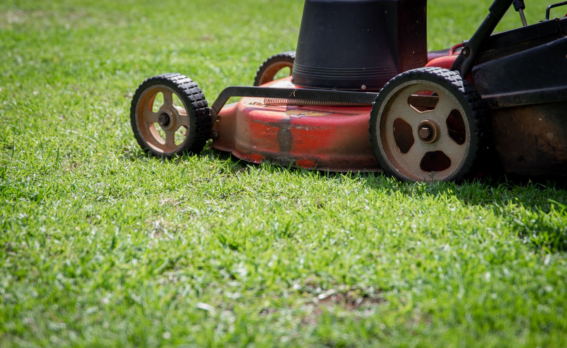 Tondeuse à gazon en action sur une pelouse fraîche