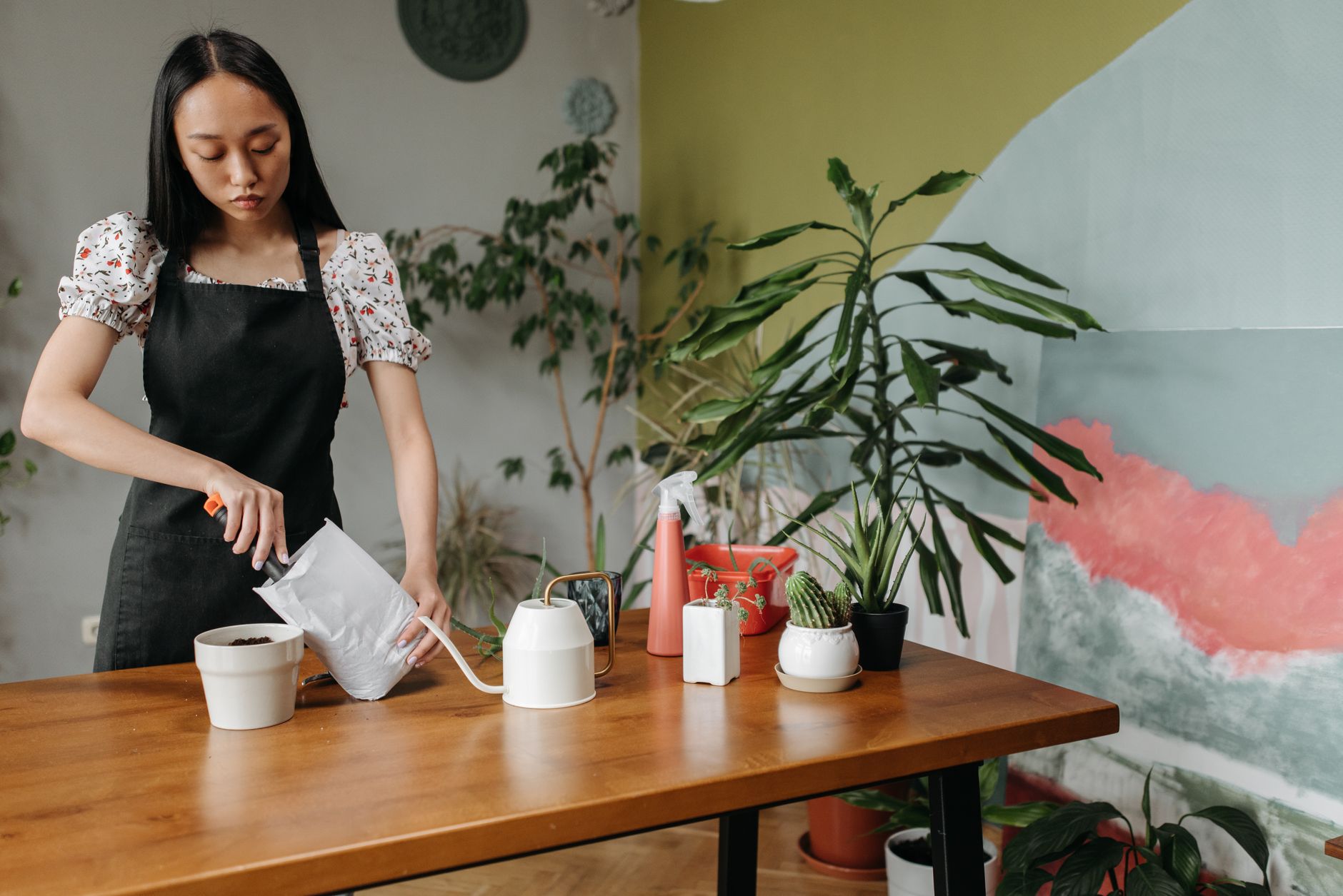 Pot de plante d'intérieur arrosé