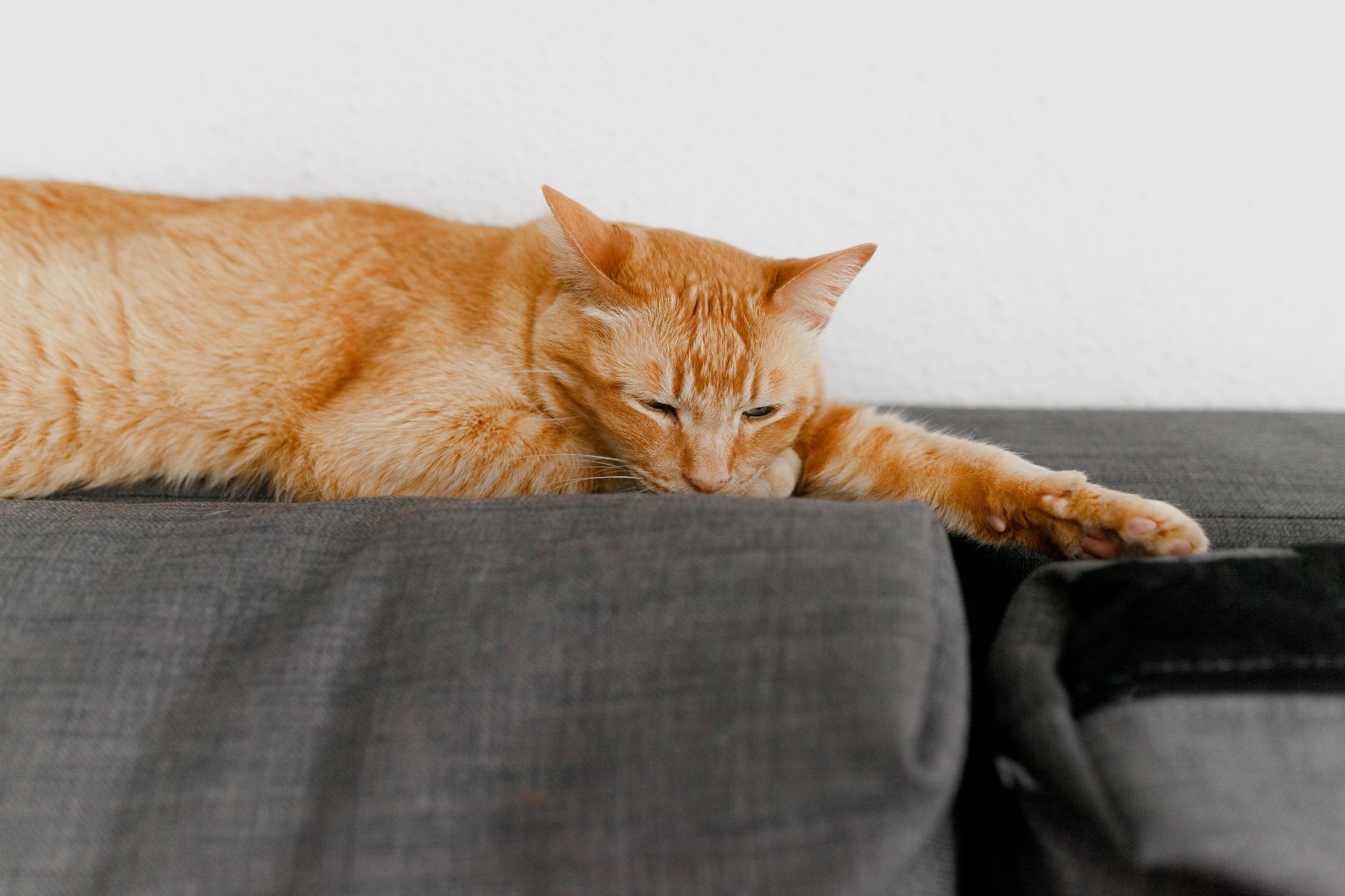Chat roux détendu sur un canapé gris
