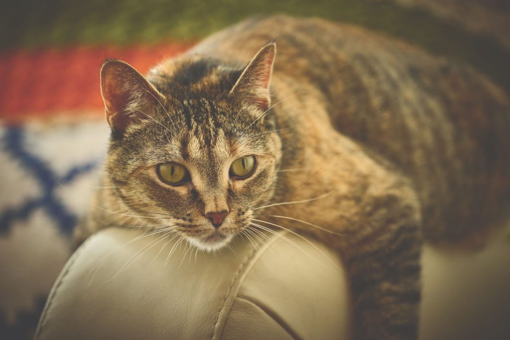 Chat tigré allongé sur un canapé